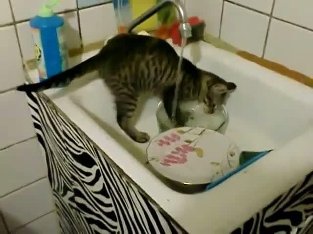 Kedi Sahiplerinin Zamanla Öğrendiği Gerçekler