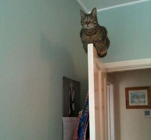 Kedi Sahiplerinin Zamanla Öğrendiği Gerçekler