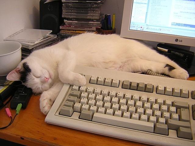 Kedi Sahiplerinin Zamanla Öğrendiği Gerçekler