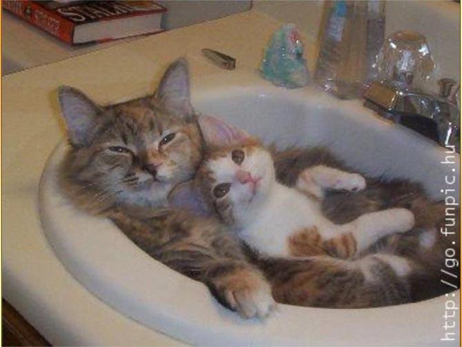 Kedi Sahiplerinin Zamanla Öğrendiği Gerçekler
