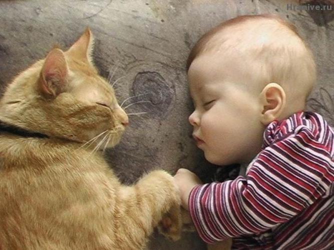Kedi Sahiplerinin Zamanla Öğrendiği Gerçekler