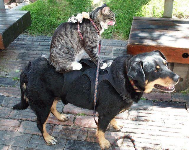 Kedi Sahiplerinin Zamanla Öğrendiği Gerçekler