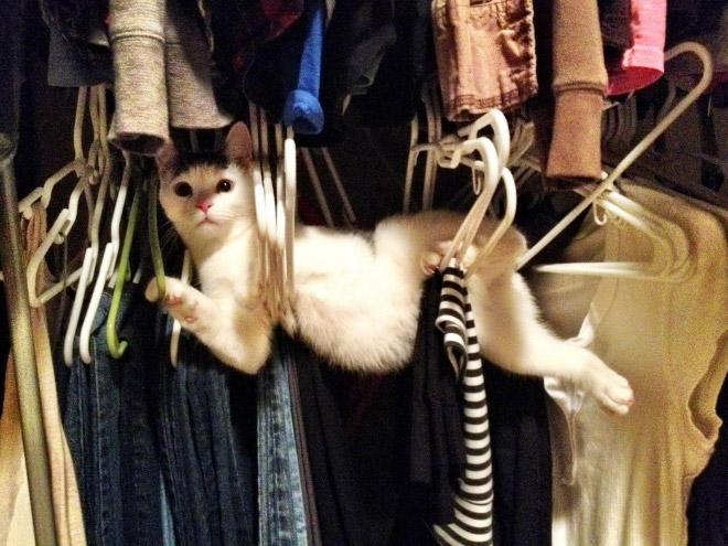 Kedi Sahiplerinin Zamanla Öğrendiği Gerçekler