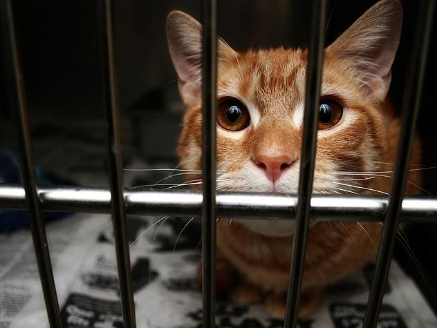 Kedi Sahiplerinin Zamanla Öğrendiği Gerçekler