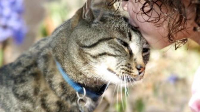 Kedi Sahiplerinin Zamanla Öğrendiği Gerçekler
