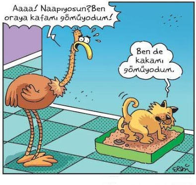 Kediler Nankör Canlılar Değildir!