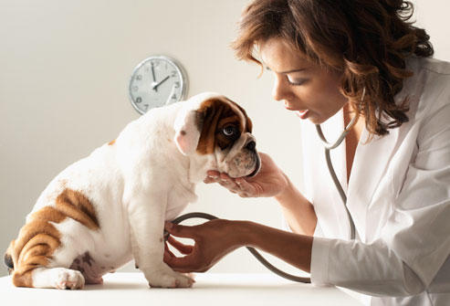 Bir Köpek Evlat Edinmeden Önce Bilmeniz Gerekenler