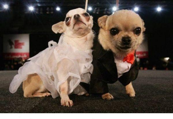 Bir Köpek Evlat Edinmeden Önce Bilmeniz Gerekenler