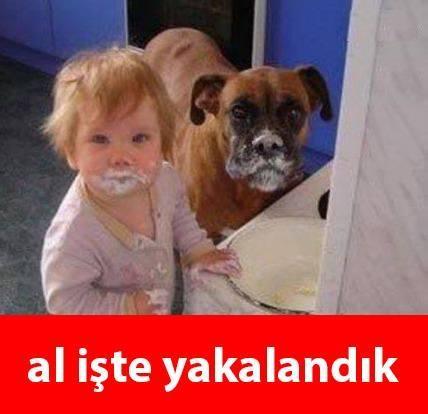 Bir Köpek Evlat Edinmeden Önce Bilmeniz Gerekenler