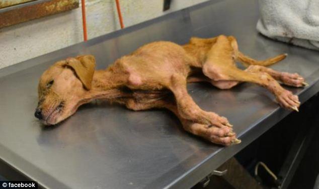 Bir Köpek Evlat Edinmeden Önce Bilmeniz Gerekenler