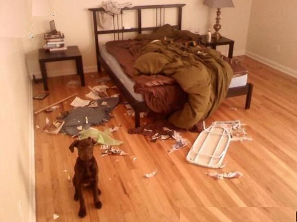 Bir Köpek Evlat Edinmeden Önce Bilmeniz Gerekenler