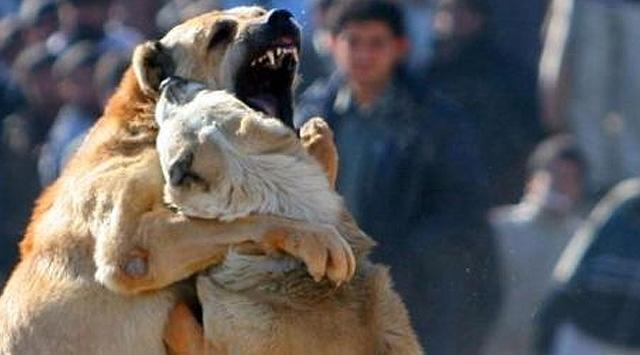 Bir Köpek Evlat Edinmeden Önce Bilmeniz Gerekenler
