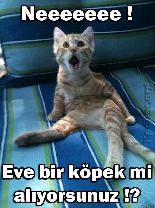 Bir Köpek Evlat Edinmeden Önce Bilmeniz Gerekenler