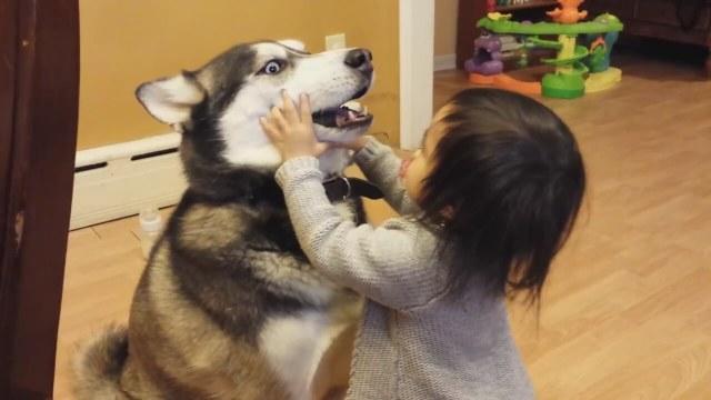 Bir Köpek Evlat Edinmeden Önce Bilmeniz Gerekenler