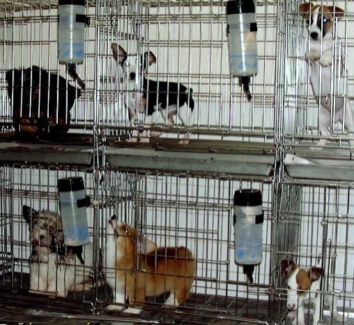 Bir Köpek Evlat Edinmeden Önce Bilmeniz Gerekenler