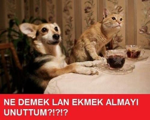 Bir Köpek Evlat Edinmeden Önce Bilmeniz Gerekenler