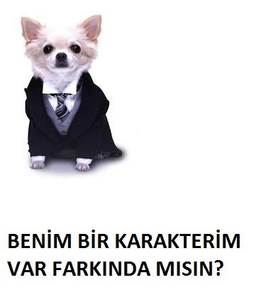 Bir Köpek Evlat Edinmeden Önce Bilmeniz Gerekenler