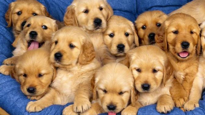 Bir Köpek Evlat Edinmeden Önce Bilmeniz Gerekenler