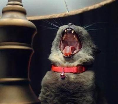 Kedi Sahibi Olanların Yaşadıkları
