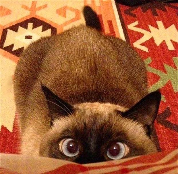 Kedi Sahibi Olanların Yaşadıkları