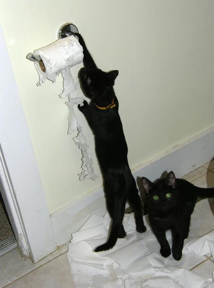 Kedi Sahibi Olanların Yaşadıkları
