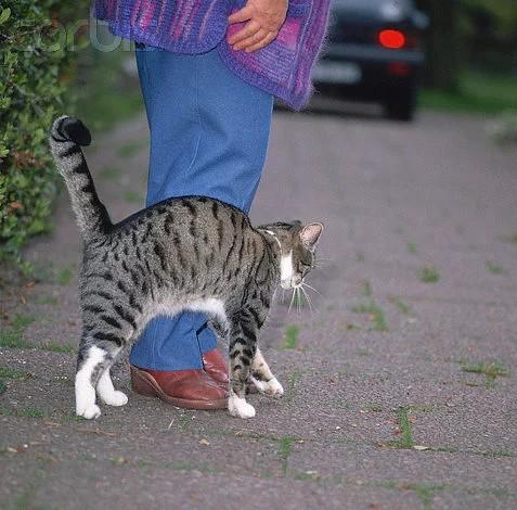 Kedi Sahibi Olanların Yaşadıkları