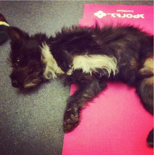 Evcil Hayvanınız Varken Yoga & Sporunuz Berbat Olacak