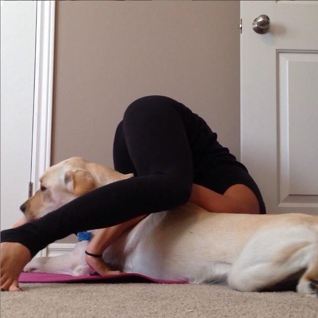 Evcil Hayvanınız Varken Yoga & Sporunuz Berbat Olacak