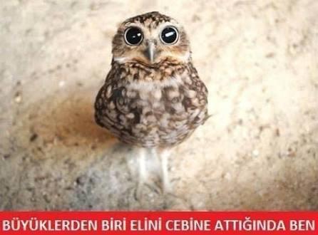 En Komik Bayram Capsleri