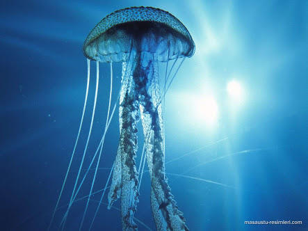 En Tehlikeli Su Hayvanları