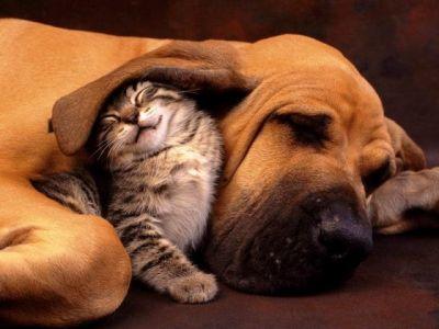 Kedi mi Köpek mi?