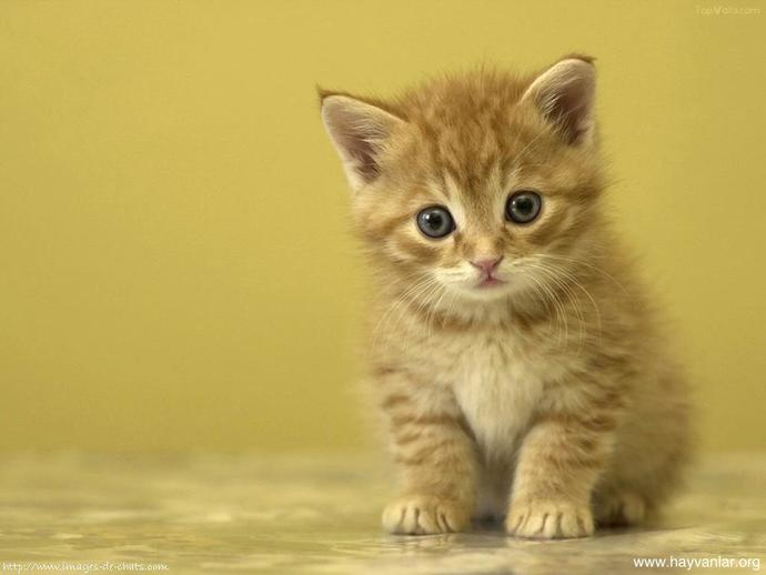 Kedi mi Köpek mi?