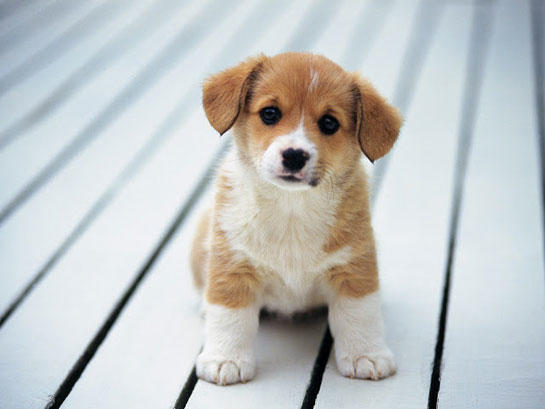 Kedi mi Köpek mi?