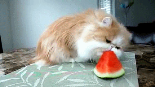 En Tatlış Kedi Irkları 💛💙💜💚❤