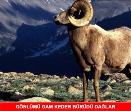 Kurban Bayramı Caps'leri