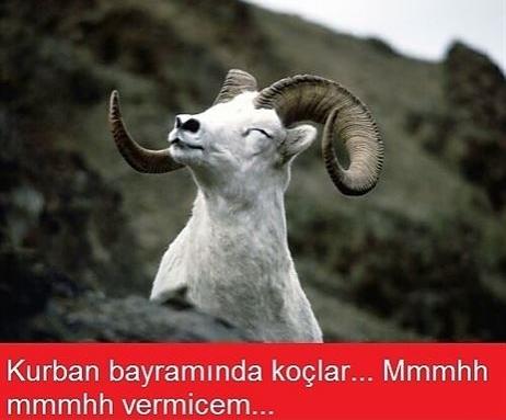 Kurban Bayramı Caps'leri