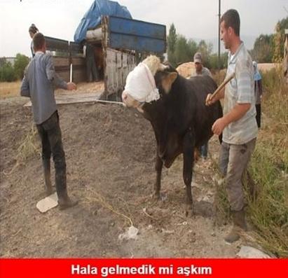 Kurban Bayramı Caps'leri