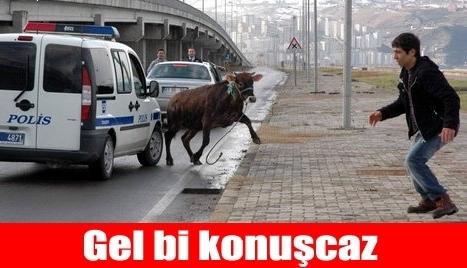 Kurban Bayramı Caps'leri