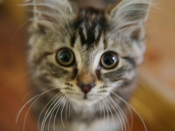 Sessiz Kalırsak 2 Milyon Kedi Öldürülecek!