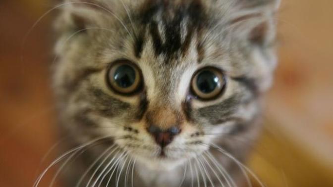 Sessiz Kalırsak 2 Milyon Kedi Öldürülecek!