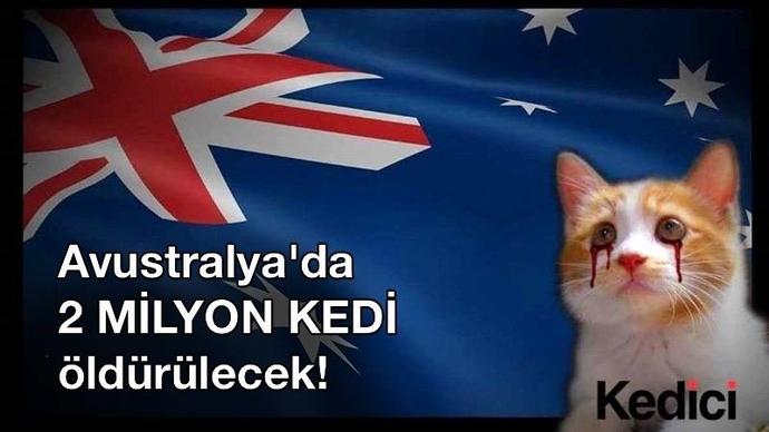 Sessiz kalırsak Avustralya'da 2020'ye kadar 2 milyon kedi öldürülecek!