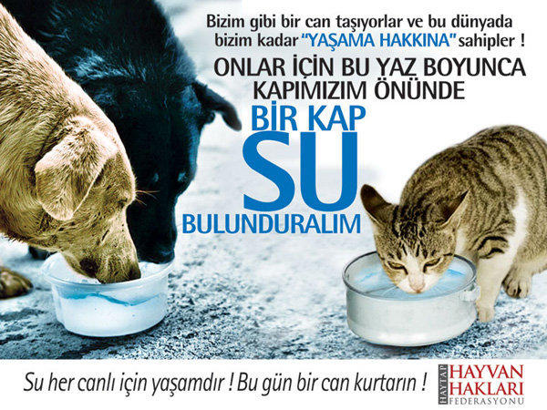 Modeller ve Kediler