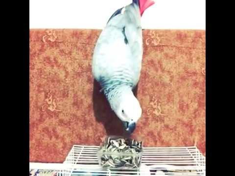 İzmir Yasa Dışı Çiğdem Çetesi Çökertildi