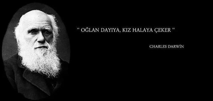 Erkek Kezbanlar