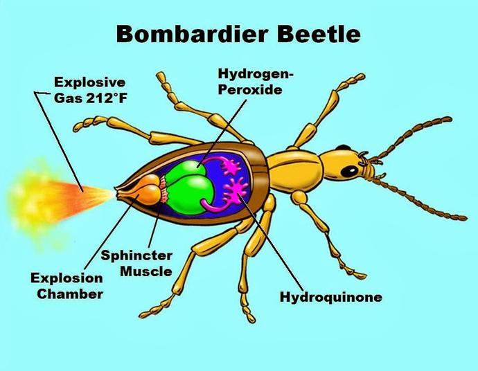 Bombardıman Böceği Hakkında