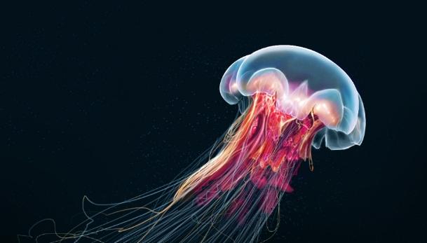 "Ölümsüz" Canlı: Turritopsis Nutricula
