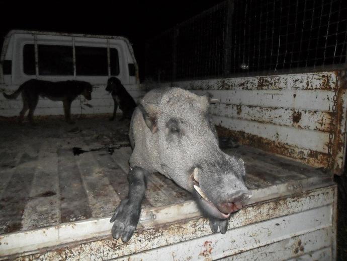 Doğanın Keskin Bıçakları Çiftcinin Korkulu Rüyası Yaban Domuzları (fotoğraflı)