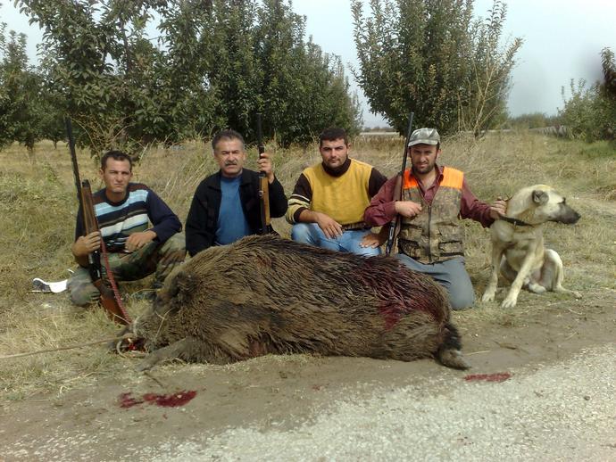 Doğanın Keskin Bıçakları Çiftcinin Korkulu Rüyası Yaban Domuzları (fotoğraflı)