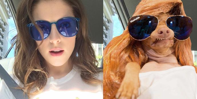 Instagram Fenomeni Köpeğin, En Güzel Kadınlara Taş Çıkartan Pozları