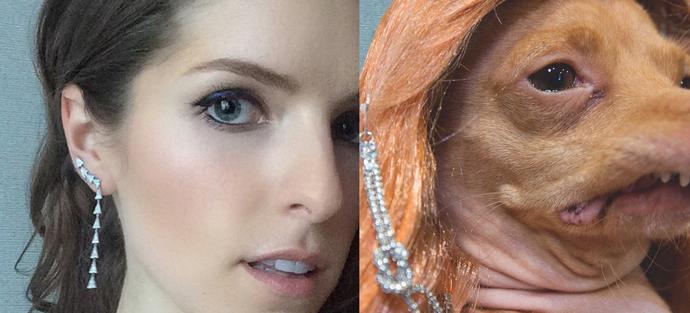 Instagram Fenomeni Köpeğin, En Güzel Kadınlara Taş Çıkartan Pozları